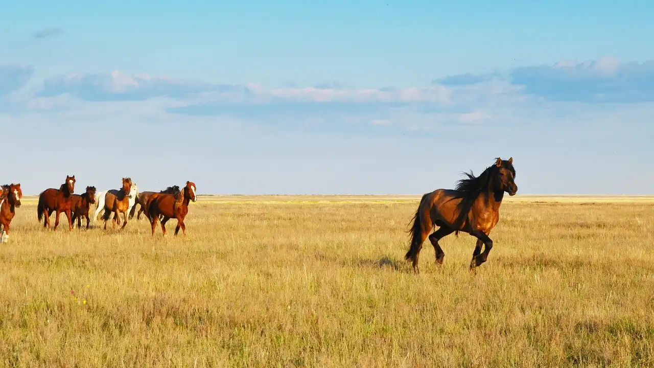 Essential Kazakh Vocabulary For Nomadic Traditions